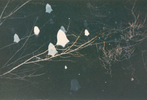 Richard Jackson website